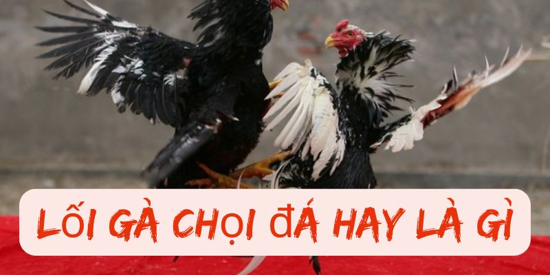 Tổng hợp các lối gà chọi hay nhất tại ww88